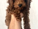 Kore Toy Poodle