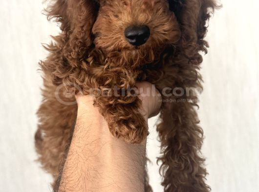 Kore Toy Poodle görsel