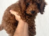 Kore Toy Poodle