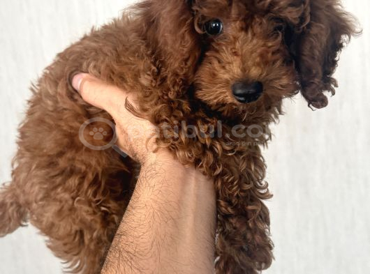 Kore Toy Poodle görsel