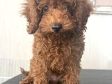 Kore Toy Poodle