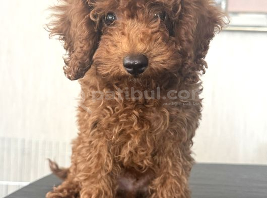 Kore Toy Poodle görsel