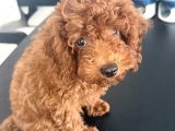 KORE TOY POODLE