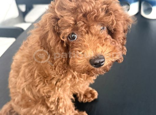KORE TOY POODLE