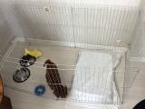 Kore Toy Poodle