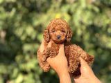 Teacup Toypoodle Cis Egitimlj Yavrular