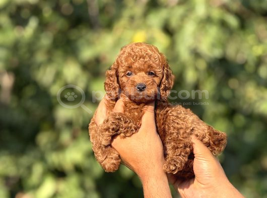 Teacup Toypoodle Cis Egitimlj Yavrular görsel