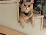 Kayıp Kedi Antalya Kundu Güzeloba Lara