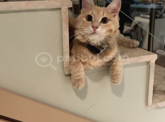 Kayıp Kedi Antalya Kundu Güzeloba Lara görsel