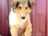 Rough Collie Lassie Yavru