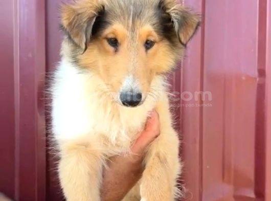 Rough Collie Lassie Yavru