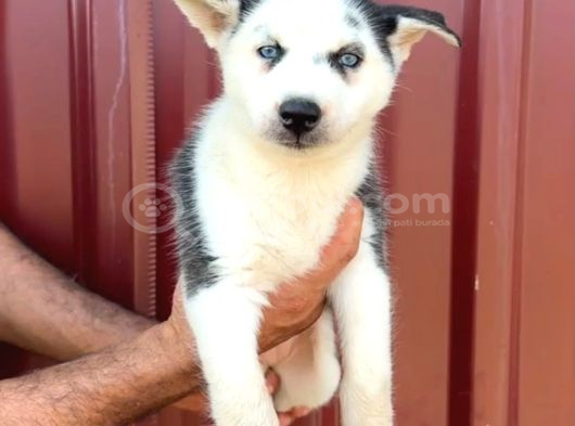 Sibirya Kurdu Husky Yavrularımız görsel