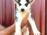 Sibirya Kurdu Husky Yavrularımız