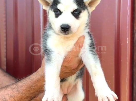 Sibirya Kurdu Husky Yavrularımız