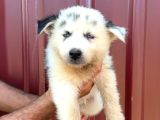 Sibirya Kurdu Husky Yavrularımız