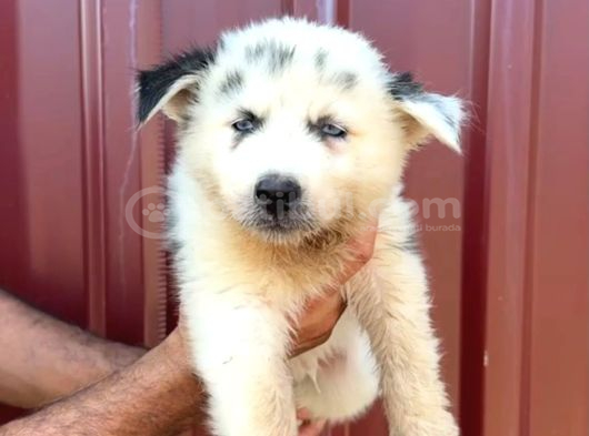 Sibirya Kurdu Husky Yavrularımız görsel