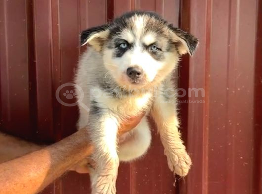 Sibirya Kurdu Husky Yavrularımız görsel