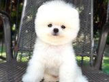 Orjinal Pomeranian Boo
