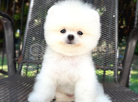 Orjinal Pomeranian Boo