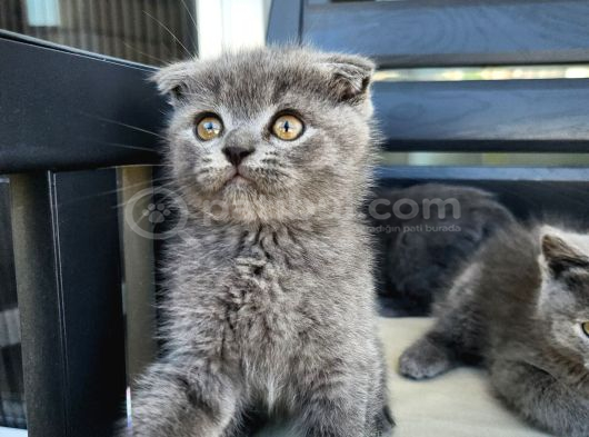 Kocaeli̇ Darica Mi̇ni̇k Pati̇ler görsel