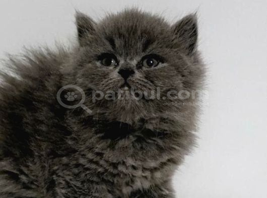 Kocaeli̇ Darica Mi̇ni̇k Pati̇ler görsel