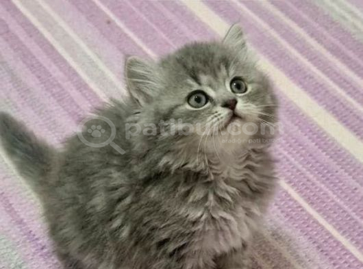 Kocaeli̇ Darica Mi̇ni̇k Pati̇ler görsel