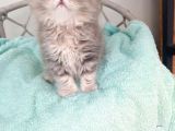 Sevimli British Golden Longhair Bebeklerim