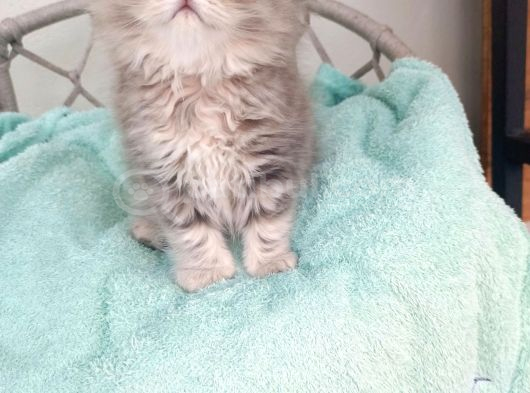 Sevimli British Golden Longhair Bebeklerim görsel
