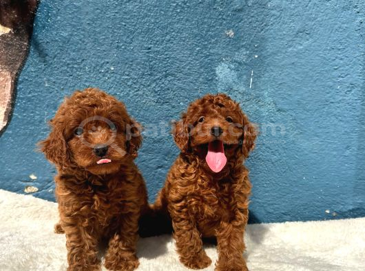 Ruhsatlı poodle evinden erkek dişi yavrularımız