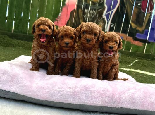 Ruhsatlı Poodle Evinden Erkek Dişi Yavrularımız görsel