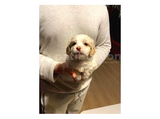 Minnak maltipoo bebeklerimiz