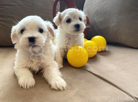 Ev doğumu maltese bebekler