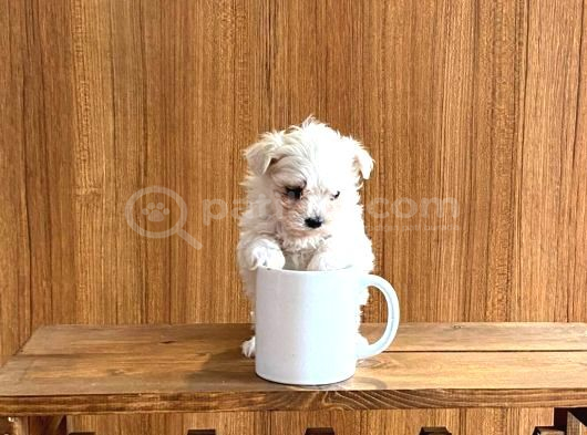 Teacup maltese bebeklerimiz