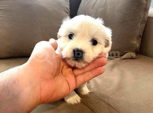 Minik maltese bebeğim