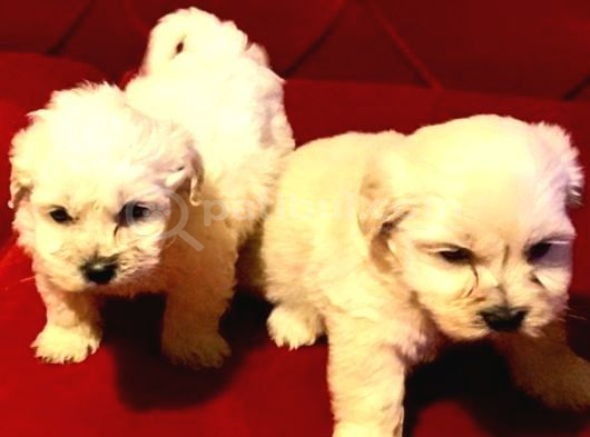 A Kalite maltipoo bebeklerimiz