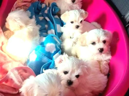 A Kalite maltese bebeklerimiz