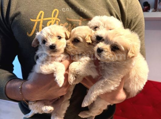 Topaç gibi maltipoo bebeklerimiz