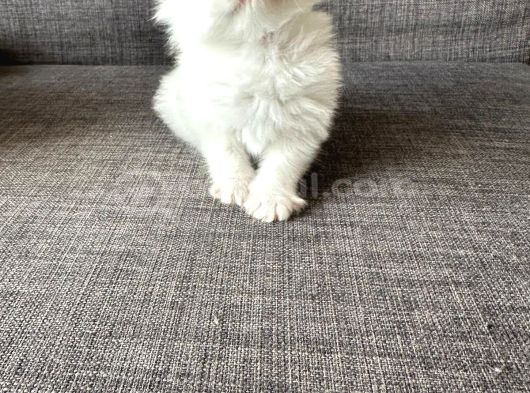 Sarı Ve Beyaz Efsane Güzellikteki Yavrularım görsel