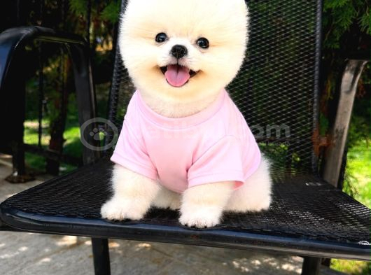 Orjinal Pomeranian Boo görsel