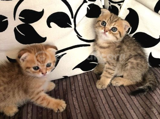 Golden Tatlı Sevimli Eğik Kulaklı Yavrularım görsel