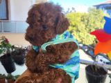 Korekan Poodle Erkek
