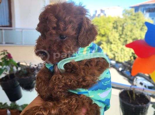 Korekan Poodle Erkek görsel