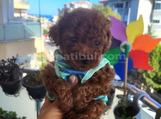 Korekan Poodle Erkek görsel