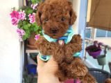 Korekan Poodle Erkek