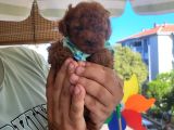 Korekan Poodle Erkek