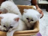 Golden Ve Beyaz Üst Kalite Cins Uzun Tüylü Yavrularım