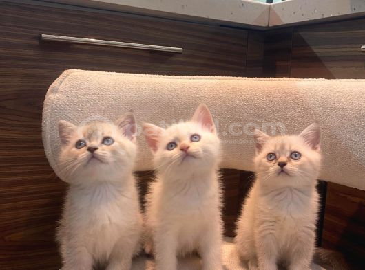 Lynx ve redpoint dişi erkek bebekler