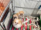 Ruhsatlı Bayiden Sağlıklı Boolar