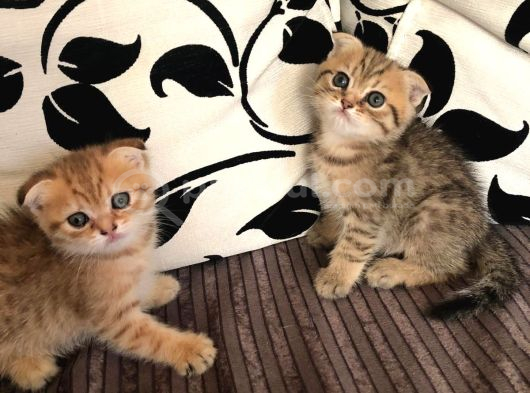 Golden Tatlı Sevimli Eğik Kulaklı Yavrularım görsel