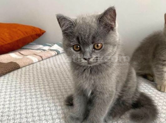 Anne altından harika güzellikte british shorthair yavrumuz